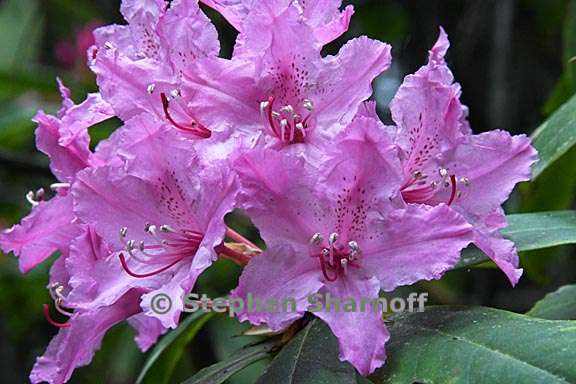 rhododendron macrophyllum 3 graphic